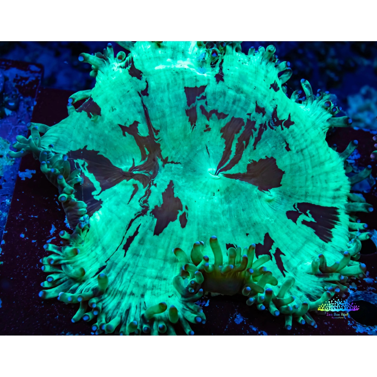 KİLİTLİ KONTAK ŞALTERİ